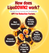 AFC LipoDOWN2 60 softgels