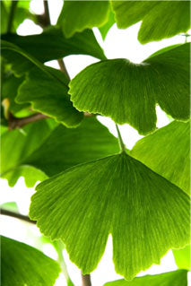 Thomson Activated Ginkgo 300s (plus free 120s) - Total 420 Tablets